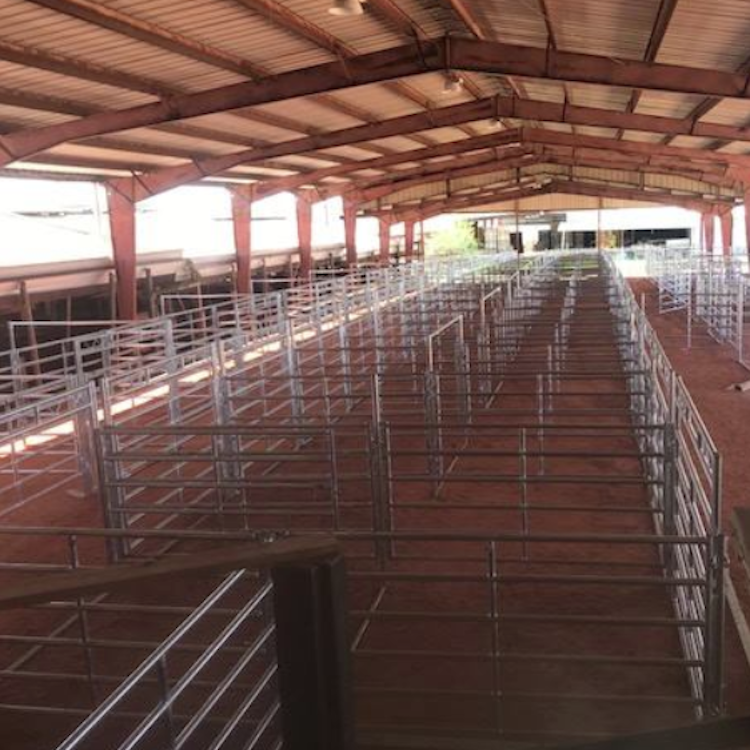 Americus livestock sale barn reopens April 30